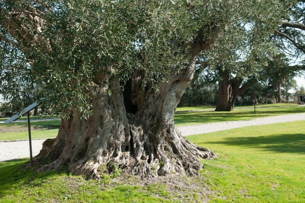 Cèdre du Liban