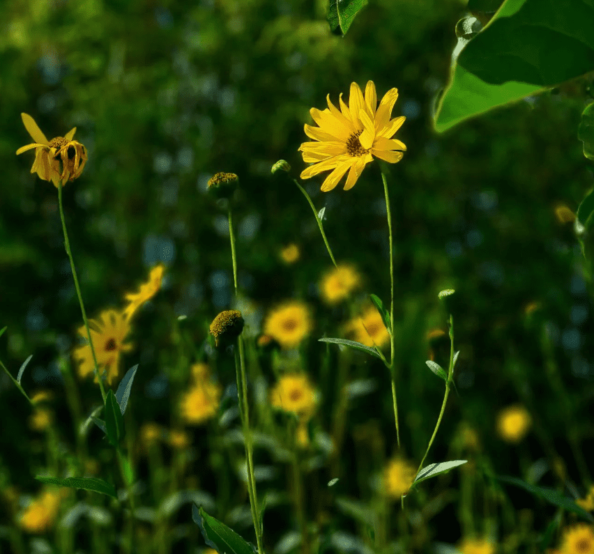 plantes sauvages comestibles | 9